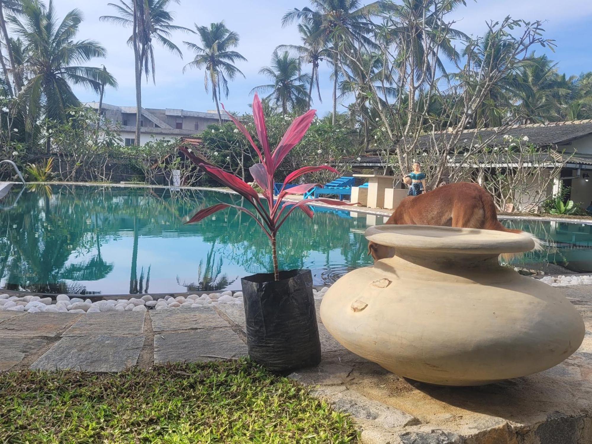 Dreamvillage Dodanduwa 外观 照片